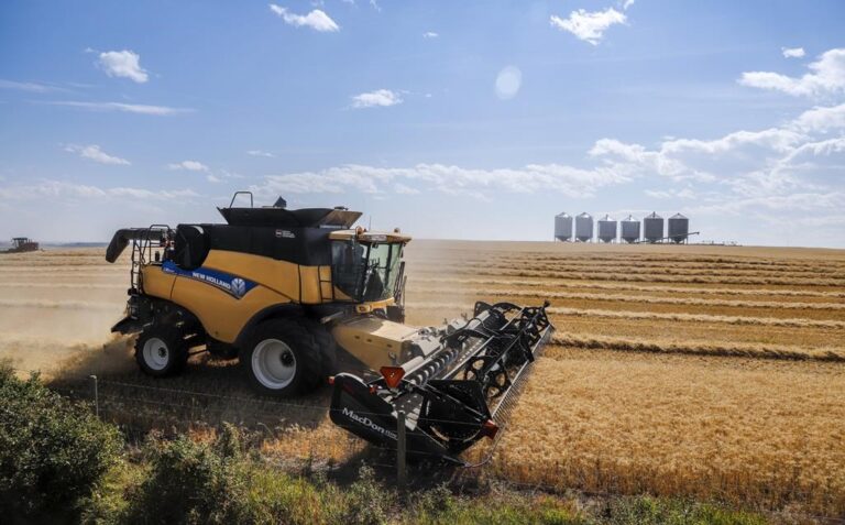 As global wheat prices soar, consumers look for cheaper alternatives