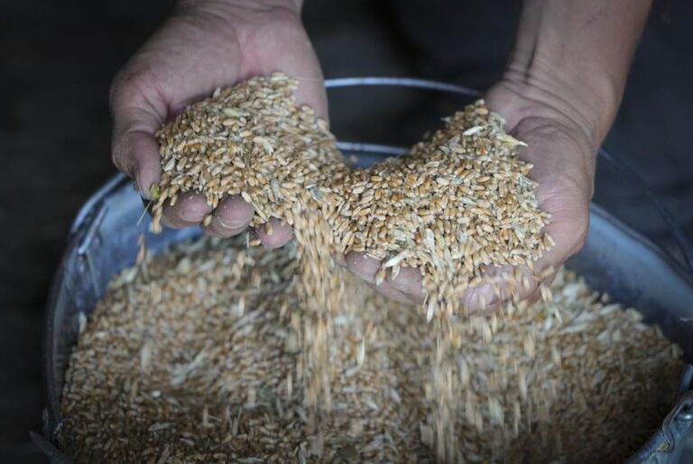 Food crisis leading to rise in child brides, Canadian aid agencies warn