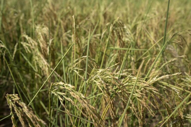 China plans cloud seeding to induce rain in attempt to protect grain crop amid drought