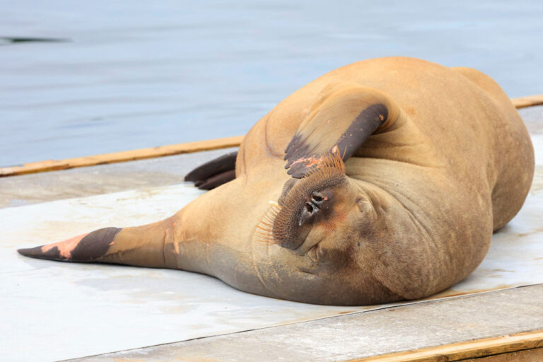 Norway euthanizes Freya, celebrity walrus that captured hearts, drew crowds