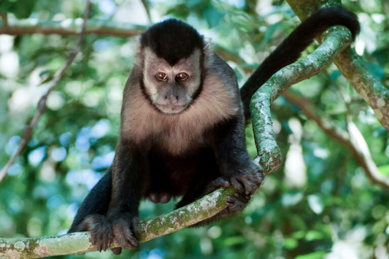 Monkeys in Brazil under attack amid rising monkeypox fear and outbreaks