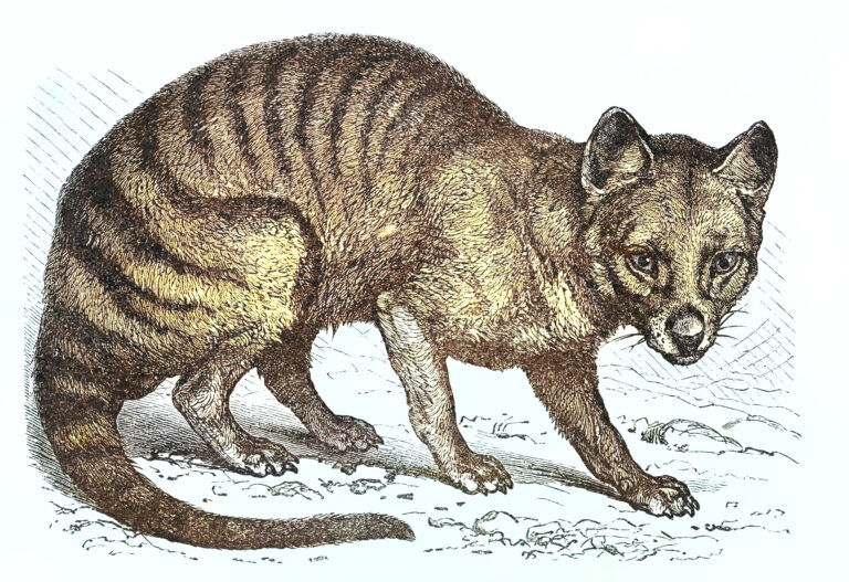 Scientists plan to revive Tasmanian tiger that has been extinct since 1936