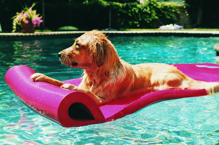 Extreme heat and pets: How to keep your furry friends cool 