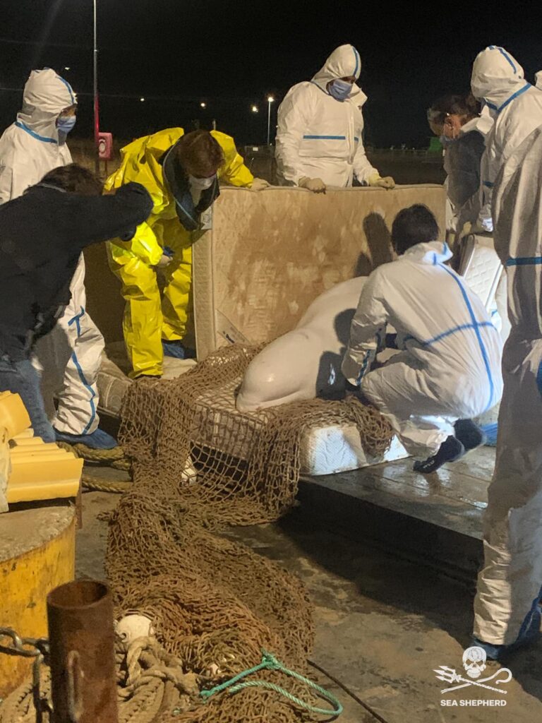 Wayward beluga whale dies during rescue attempt after becoming stranded in France’s River Seine