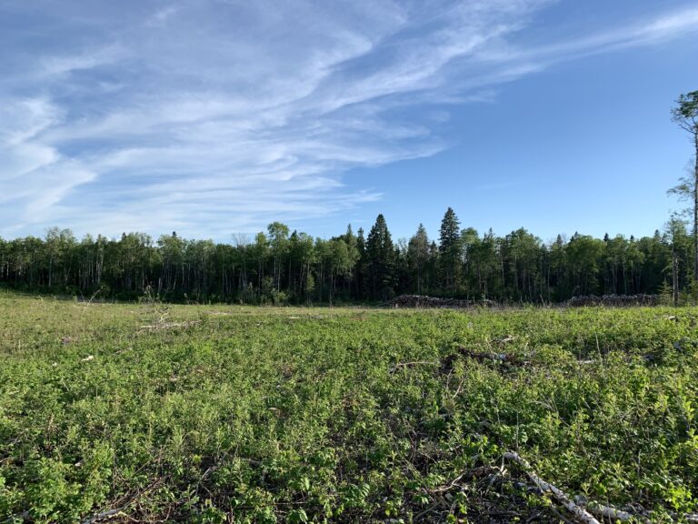 Saskatchewan celebrates its ecosystem with National Forest Week