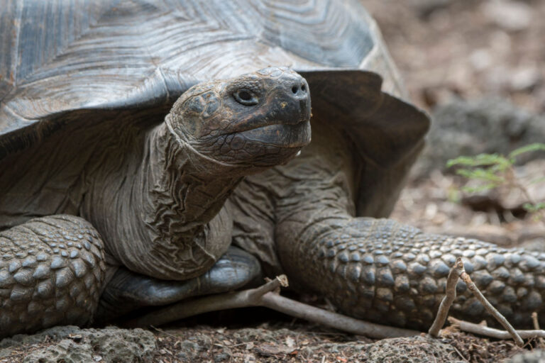 Endangered Galapagos tortoises hunted, ‘slaughtered’ for meat, officials fear
