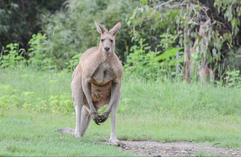 Kangaroo shot after killing owner, blocking medics from reaching him
