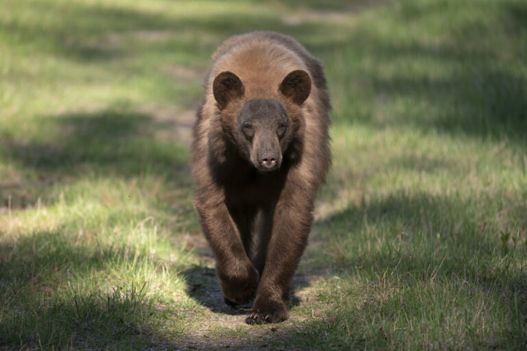 Black bear sightings could be on the rise as fall looms in Saskatchewan