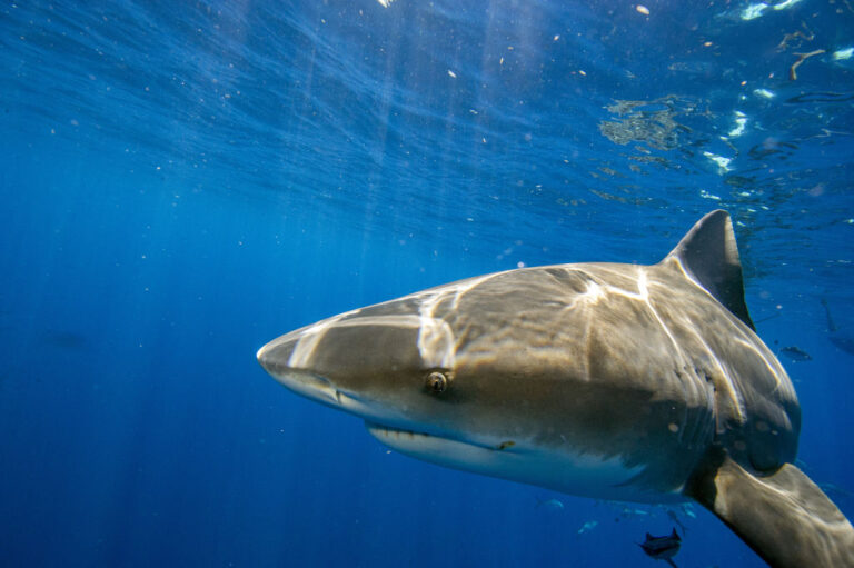 U.S. tourist killed in shark attack while snorkelling in the Bahamas