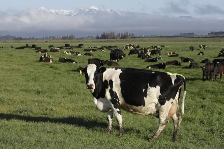 Taxing cow burps? New Zealand’s novel climate change plan has farmers crying foul