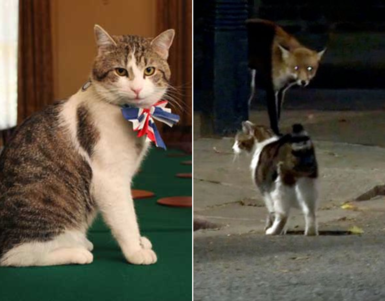 Chief mouser Larry the Cat goes paw-to-paw with a fox outside U.K. PM’s office