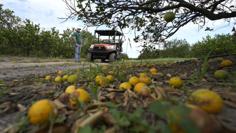 Florida’s agriculture, citrus feeling the struggle after Hurricane Ian