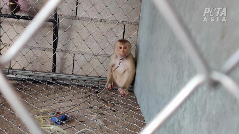 PETA urges boycott of coconut milk from Thailand over use of monkey labour