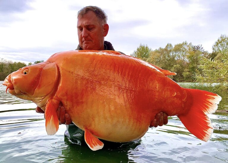 Angler reels in massive 67-pound goldfish named ‘The Carrot’