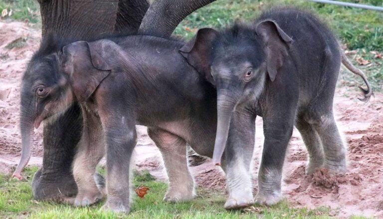 Rare birth of ‘miracle’ elephant twins astonish New York zookeepers
