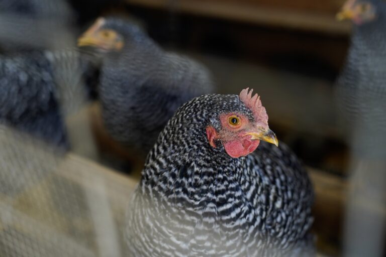 Bird flu vaccine could soon be on standby in case of future outbreak: experts