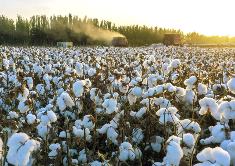 Canada a ‘dumping ground’ for products made by forced labour, Ottawa promises crackdown