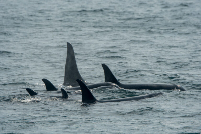 Orcas becoming strategic in their attacks, says boat captain ambushed twice
