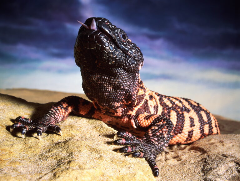 How a Canadian scientist and a venomous lizard helped pave the way for Ozempic