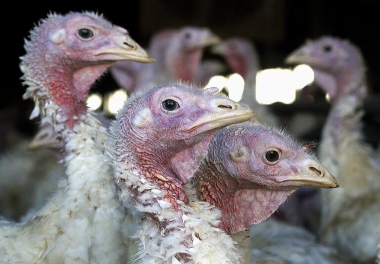First-ever human death of bird flu strain H5N2 confirmed in Mexico: WHO