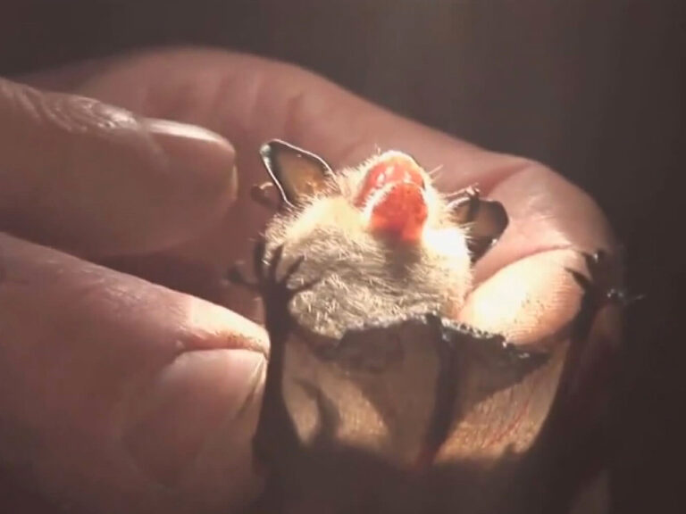 Ontario child dies from rabies after bat found in room, official says