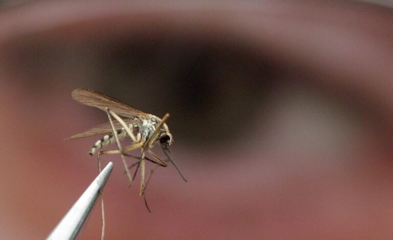 West Nile virus is back. Where it’s been found, and what you should know