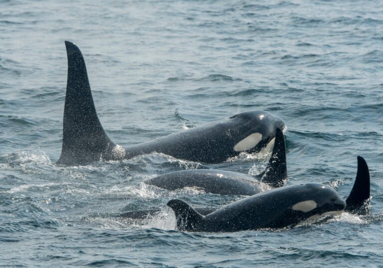 Sailors rescued after orca pod rams into yacht off Spain’s coast