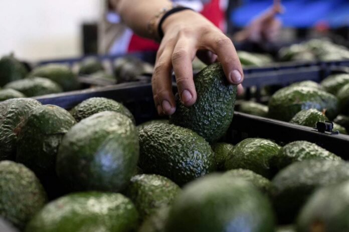 Canada’s avocado supply not impacted by U.S. pause on Mexico inspections